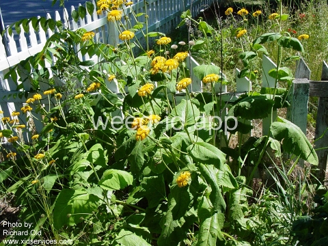 elecampane